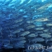 jack_bigeye_dar_h_0047_ecu0816.jpg